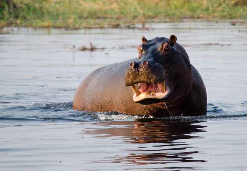 72 - Botswana - hipopotamo - parque nacional de Chobe